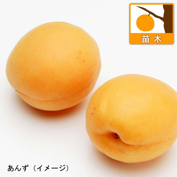 旧称：サニーコット 糖度が高く大果で生食向き 苗木果樹の苗/アンズ（杏）：おひさまコット4〜5号ポット＊おひさまコットは生食に向く新品種。果実が110〜120gと大果で糖度が高く、食味が優れています。また、裂果が少なく結実も良いため栽培が容易なことも特徴です。収穫は6月下旬頃からです。アンズはバラ科サクラ属の落葉樹。果実の酸味が強く加工用の東亜系と、果実の酸味が少なく生食・加工に使われる欧州系があります。甘酸っぱい実は熟したものを生食するとことのほかおいしく、また干しアンズ、ジャムやシロップ煮に加工されます。クエン酸、リンゴ酸やブドウ糖、ビタミンB1，Cなどが豊富に含まれている健康フルーツです。桃の花に似た薄いピンクの花も美しく、観賞価値があります。自家結実性があり1本でも実をつけますが、1本では結実が不安定です。異なる品種を近くに植えて互いに受粉させるとよく実がつきます。タイプ：バラ科サクラ属の耐寒性落葉高木植付け適期：晩秋〜春先（ポット植えの苗の場合は真夏をのぞきほぼ年間を通して植え付け可能です）開花：3月〜4月収穫：6月下旬〜7月中旬樹高：2.5〜3m日照：日向むき自家結実性有（1本でも実がなりやすい品種）栽培方法：比較的冷涼な気候を好みます.乾燥地で排水のよい肥沃な土地が適しています。植付け前に有機物やリン酸肥料を施します。樹形は開心自然系（直立する幹を途中でカットし、横に伸びる2〜3本の主枝をつくる）にします。木が若いうちは弱剪定とし、30cm以上伸びた結果枝は12月から1月に3分の1程度を切ります。また、春先に新芽がたくさん出ますので、内側に向いた不要な芽はかきとり、内部に日光があたるようにします。施肥は2月、4月、収穫後の8月、10月に、根元に油粕や鶏糞、緩効性肥料を施します。自家結実性がありますが、近くに別の品種を植えるとより実つきがよくなります。梅やスモモの花でもある程度受粉します。病虫害は、果実に灰星病、黒星病、葉にアブラムシ、ハマキムシがつきますので薬品などで防除してください。お届けする苗は4〜5号(直径12〜15cm）ポット入りの接木苗です。結実開始までの年数は約2〜3年です。樹高はお届け時期により多少前後します。夏以降のお届けは葉がきれいでない状態の場合がございます。※品種登録または出願済みの品種ですので、無許諾で増殖して販売することはできません。自家増殖も許諾が必要です。■この商品は第二配送センターよりお届けします。・メッセージカード・栽培ガイドの添付・ラッピングはお受けできません・時間帯指定は地域によりお受けできない場合があります※配送時の業者指定不可アンズ（杏）：おひさまコット4〜5号ポット＊の栽培ガイド7月の果樹のお手入れ