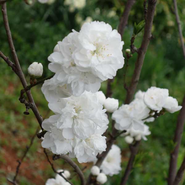 花木 庭木の苗/ほうき性花桃 照手白（テルテシロ）4号ポット