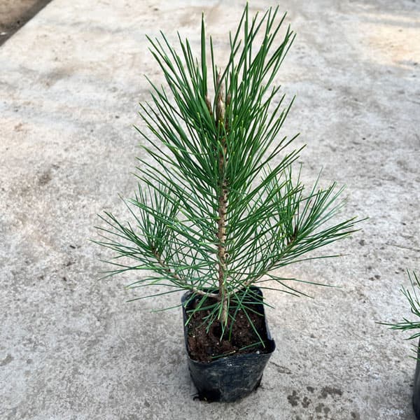 楽天市場】黒松 庭木の通販