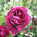 バラの苗/[送料無料]つるバラ：バロン・ジロー・ド・ラン8号大型アンドン仕立て