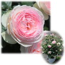 バラの苗/[送料無料]つるバラ：ピエール・ド・ロンサール8号大型アンドン仕立て