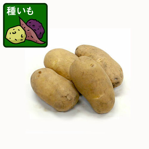野菜の苗/ジャガイモの種いも：メークイン1kg