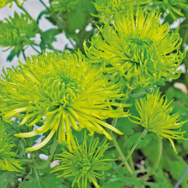 楽天市場】菊 苗（カラーグリーン）の通販