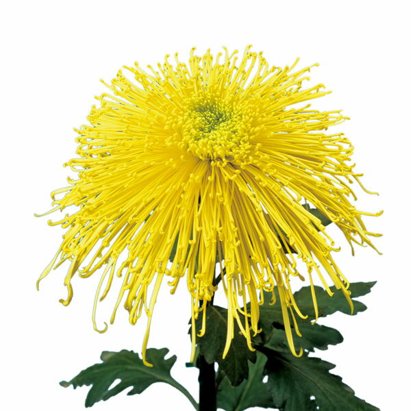 草花の苗/大菊管物：清見の入船2....