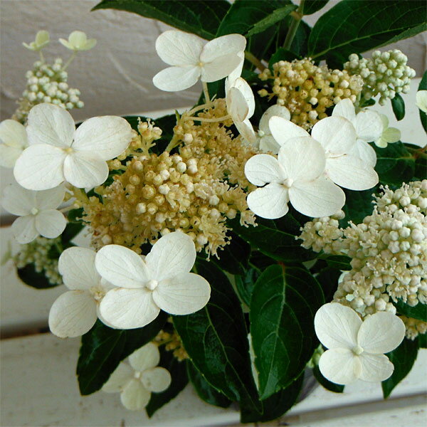 ダルマノリウツギの商品画像