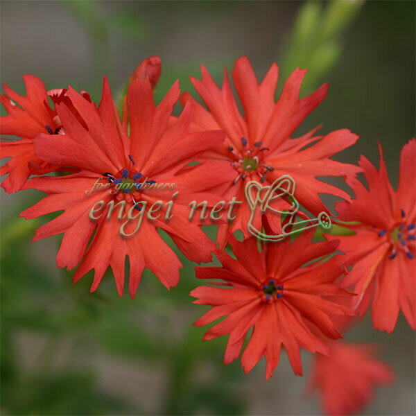 山野草の苗/センノウゲ（仙翁花）3号ポット