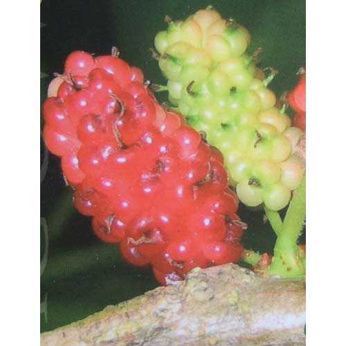 果樹の苗/マルベリー（桑）：多胡早生（タゴワセ）5号ポット＊