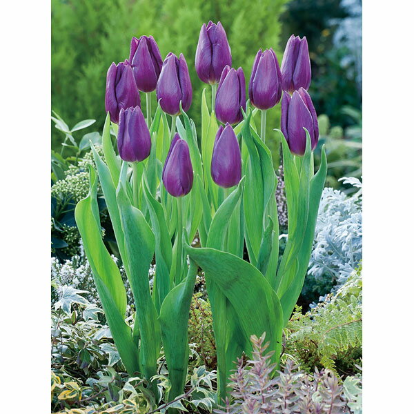 球根/チューリップ：シャイニーブルー（一重）5球入りのサムネイル