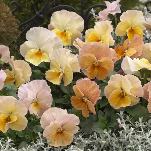 草花の苗/パンジー：インペリアル アプリコットシェード3-3.5号ポット