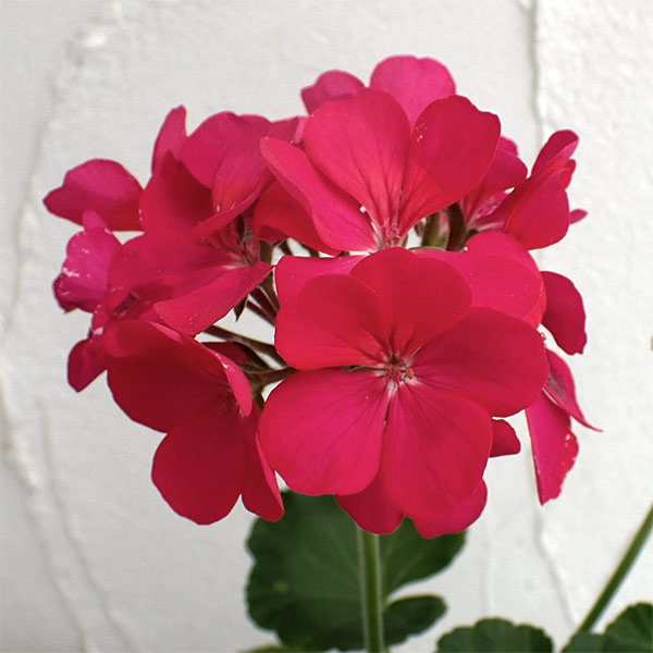 草花の苗/ゼラニウム：リンゴ2000バイオレット3.5号ポット