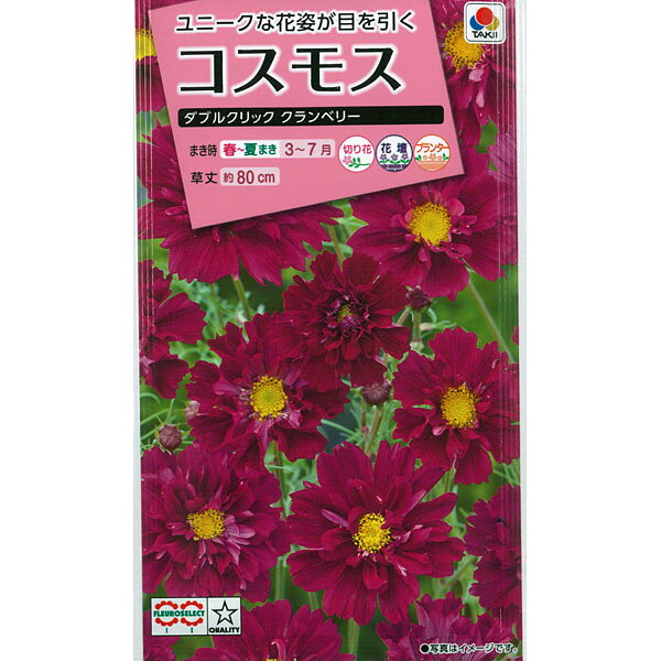 大波斯菊 - コスモス：ダブルクリック クランベリーの種[タキイ 花タネ]
