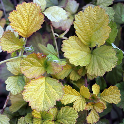 草花の苗/ルブス サンシャインスプレンダー3号ポット