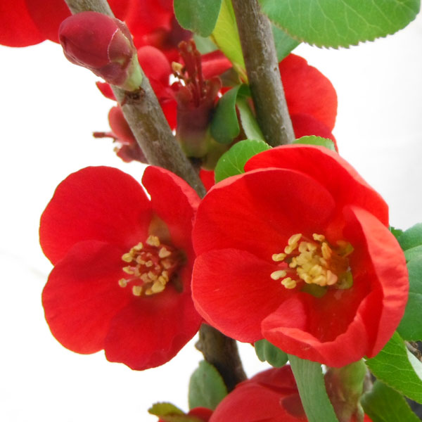 山野草の苗/ ボケ（木瓜）：黒潮（クロシオ）3号ポット*