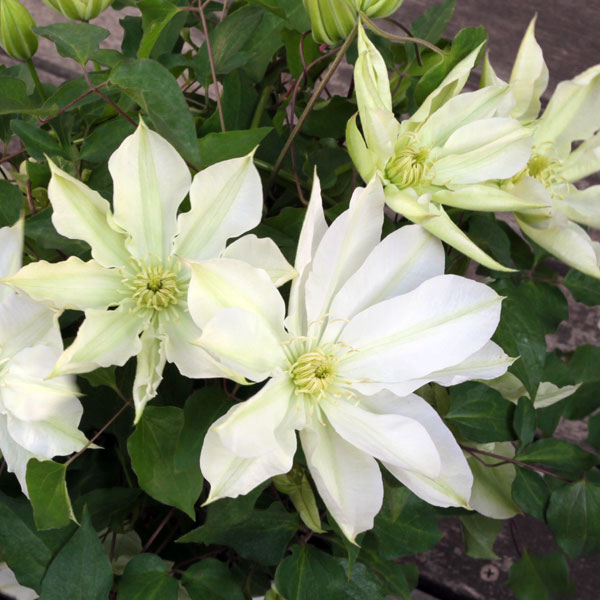 クレマチスの苗/クレマチス：キタハマ（北浜）5号ポット／ボサ（無誘引）タイプ（大輪系）