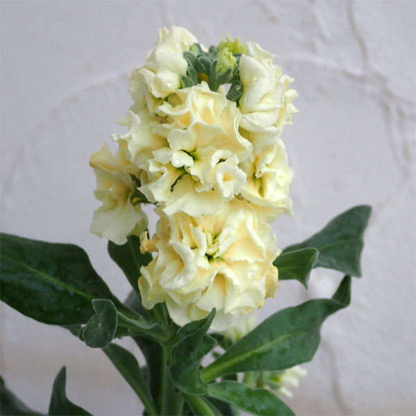 草花の苗/ストック：ベイビー　イエロー（八重）3-3.5号ポットのサムネイル