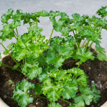 野菜の苗/[送料無料]パンチパセリ3号ポット 28株セット