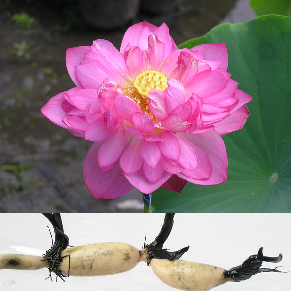 楽天市場】蓮 花 蓮根 苗の通販