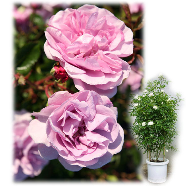 Rose - バラの苗/[送料無料]つるバラ：レイニーブルー8号大型アンドン仕立て