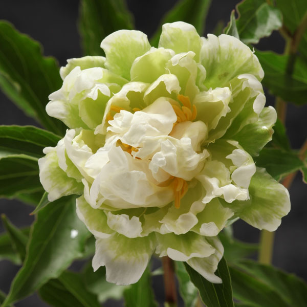 草花の苗/アメリカシャクヤク：グリーンハロー3芽株　4号ポットのサムネイル