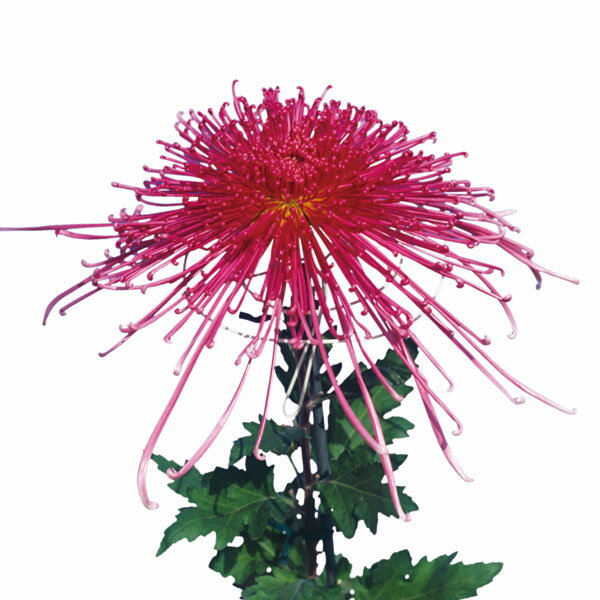 草花の苗/大菊管物（くだもの）：泉郷烈火（赤系）2.5号ポット