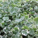 グレコマのまとめ 育て方 寄せ植えや増えすぎの際の対処法 と花言葉等13個のポイント 植物の育て方や豆知識をお伝えするサイト グレコマのまとめ 育て方 寄せ植えや増えすぎの際の対処法 と花言葉等13個のポイント 植物の育て方や豆知識をお伝えするサイト