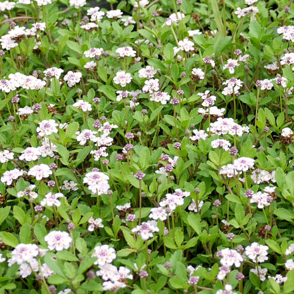 �ҥᥤ����쥽��3��ݥå� 28�����å�