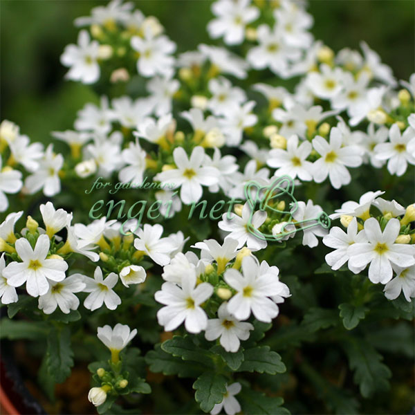 山野草の苗/イワカラクサ：白花2.5〜3号ポット