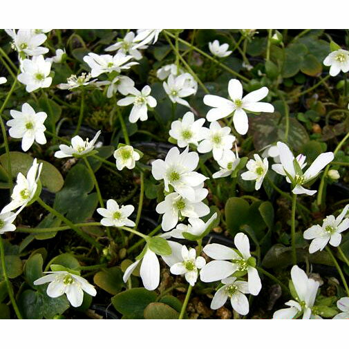 ���������/�������� 2.5��3��ȭ����