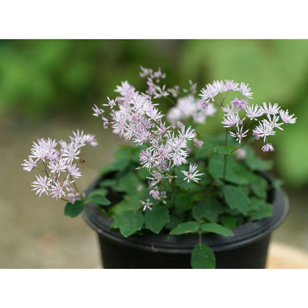 山野草の苗/ツクシカラマツ（筑紫唐松）2.5-3号ポット