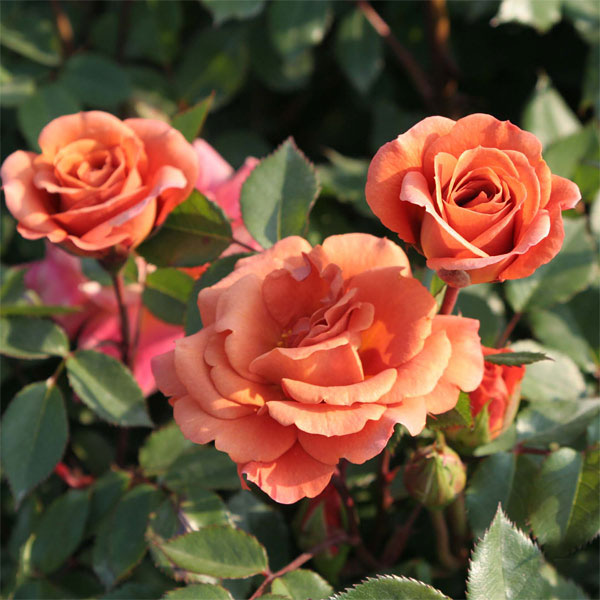 ミニバラ：ローズ テディベアー4号鉢植えのサムネイル