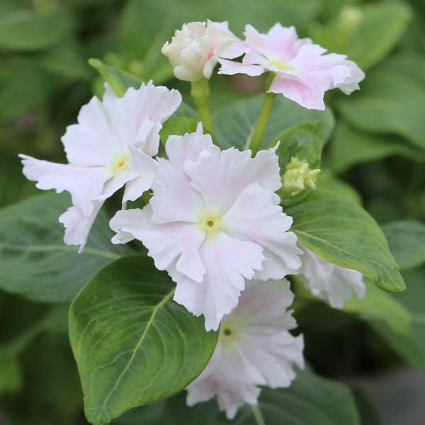 草花の苗/ニチニチソウ：エンジェルチュチュ3.5号ポットのサムネイル