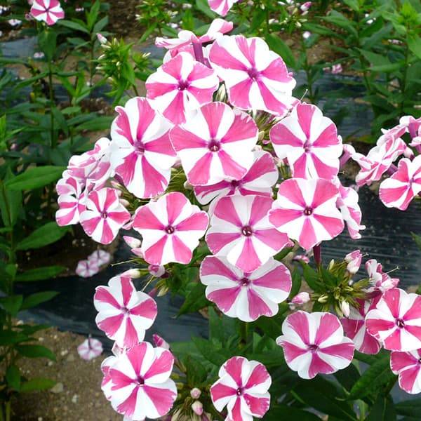 草花の苗/フロックス：パニキュラータペパーミントツイスト3.5号ポットのサムネイル