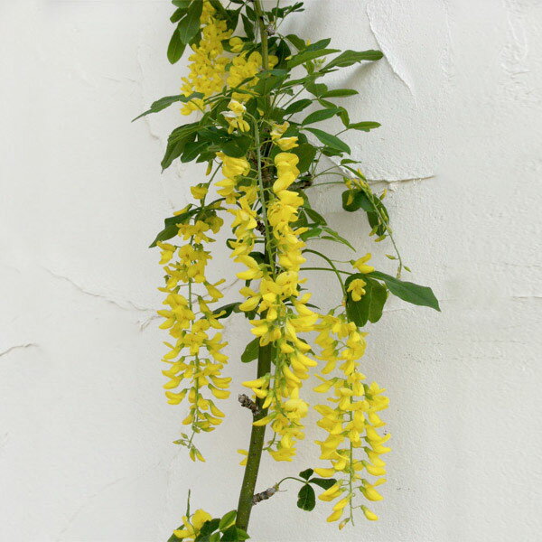 花木 庭木の苗/キングサリ：ボッシー5号ポット