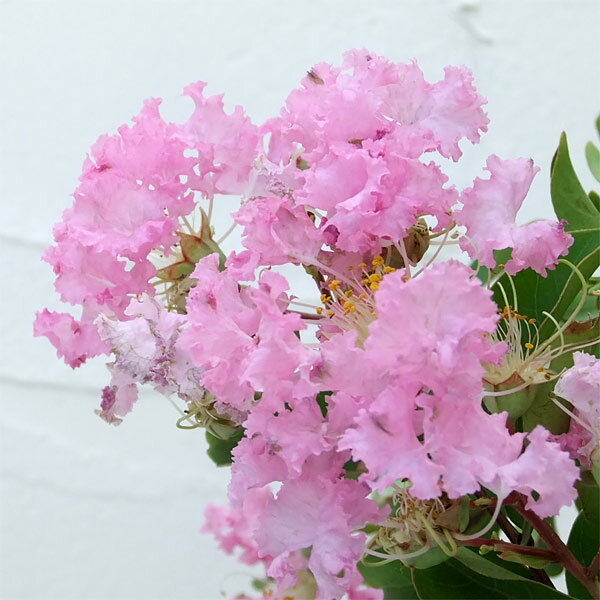 百日紅・健康的な成長・ピンクの房状花の落葉樹・３ 楽天市場】百日紅 ピンクの通販