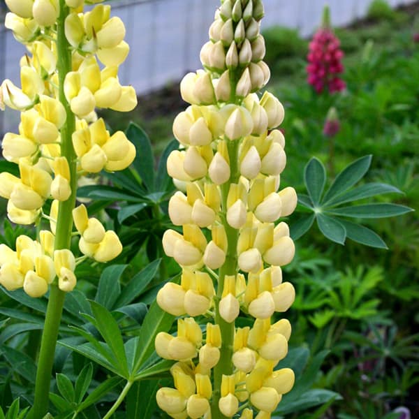 草花の苗/宿根ルピナス：イエロー3...