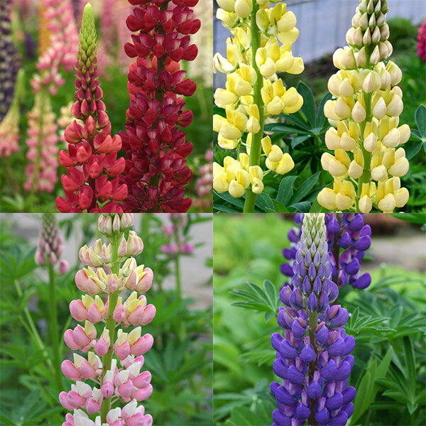 草花の苗/宿根ルピナス：花色ミック...