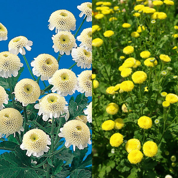 マトリカリア　苗の商品画像