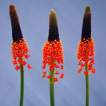 小型 ブルビネラ 年々大きくなりたくさんの花を咲かせる南半球原産の球根植物球根/バルビネラ：オレンジ1球バルビネラは南アフリカなどが原産のツルボラン科（ユリ科）の球根植物（または多年草）です。すっと伸びた花茎の先端に、下から上へと小さな花が穂状に咲きます。「キャットテール（猫のしっぽ）」「ハナアロエ」とも呼ばれます。一つの花の開花期間が長く、切り花でも楽しめる植物です。寒さに比較的強く、関東以南の温暖な地域なら庭植えできます。庭植えにすると1m近くの高さまで花穂が上がることがあります。鉢植えの場合は50cmほどで開花します。夏は休眠します。原産国：南アフリカとニュージーランドタイプ：ユリ科の半耐寒性球根植物草丈：60〜100cm植付時期：9〜11月上旬開花時期：2〜4月用途：鉢植え・花壇・切り花耐寒性：マイナス5度栽培方法：日当たり〜半日陰程度の場所で、水はけが良く湿り気の保てる中性〜酸性の土壌を好みます。寒さには弱いので、冬場は腐葉土でマルチングして管理下さい。痩せ地を好みますので、肥料は特に必要ありません。写真は開花時のイメージです。★バラ球を無地袋に詰めた状態でお届けします。カラーラベルは付いていません★※球根の表皮が剥けていたり、細かな傷がある場合がありますが、生育には支障ありません。バルビネラ：オレンジ1球の栽培ガイド秋植え球根のダブルデッカー植え球根の植付け秋植え球根