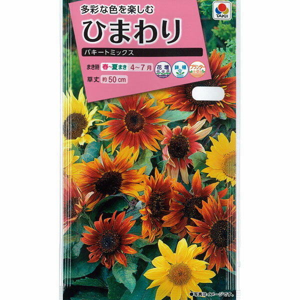 ひまわり　ユニークカラー矮性ひまわり　パキートミックス[タキイ 花タネ]