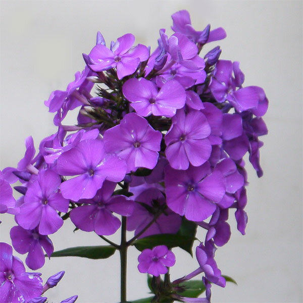 草花の苗/フロックス：パニキュラータ　ブルーパラダイス3.5号ポットのサムネイル