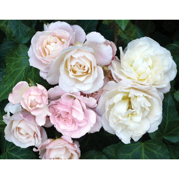 バラの苗/[棚卸セール]四季咲中輪バラ：シュシュ大苗6号角鉢植え