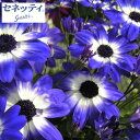 草花の苗/サイネリア:セネッティ豪華咲きブルーバイカラー3....