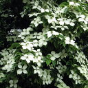 花木 庭木の苗/ヤマボウシ（常緑）：ホンコンエンシス月光5号ポット
