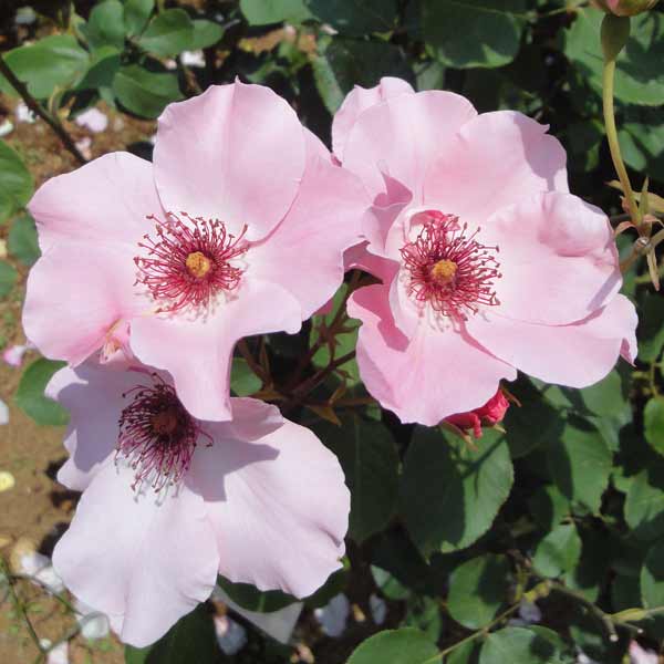 バラの苗/ハイブリッドティー：デンティ・ベス大苗