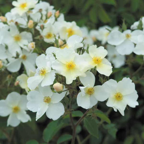 Rose - バラの苗/イングリッシュローズ デビッド・オースチン・ロージズ：キュー・ガーデン大苗6L角鉢植え