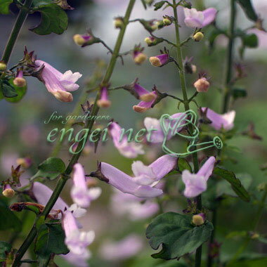 山野草の苗/アキチョウジ（秋丁字）：桃花3号ポット