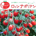 野菜の苗/イタリアントマト：ロッソナポリタン3号ポット2株セット