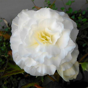 草花の苗/フォーチュンベゴニア：ホワイト3.5号ポット3株セット