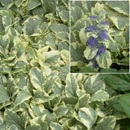 �����奬 ��ץ��󥹡��Х˥���å�3-3.5��ݥå�12�����å�