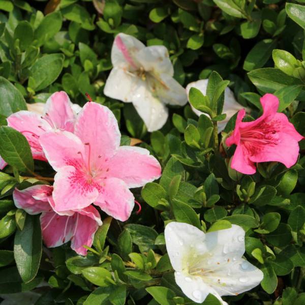 花木 庭木の苗/[送料無料]サツキツツジ：レインボー（咲き分け一重）5号ポット15株セット